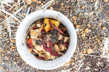 Mutfak atıklarının ve solucan kulesindeki kırmızı kıvrımlı toprak solucanlarının yakından görüntüsü.