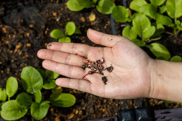 Overhead view of hand holding clumps of red wrigglers earthworms against plants at background. They are used in vermicomposting to improve soil quality — Stock Photo, Image