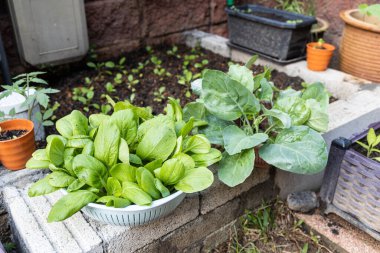 Ev bahçesinden toplanan sebzeler covid-19 karantinasında yetişiyor.
