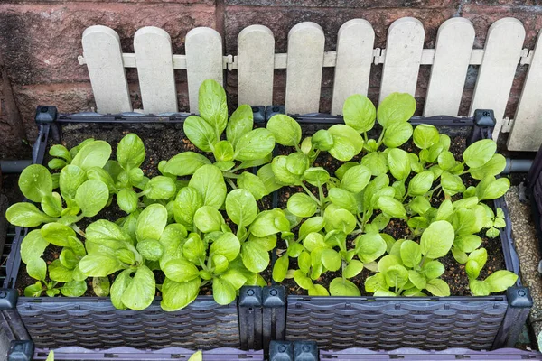 Organic choy sum vegebable grown in planter box at home garden during covid lockdown — Stock Photo, Image