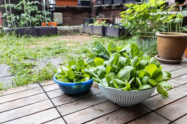 Harvested vegetables from home garden grown during covid-19 lockdown — Stock Photo, Image