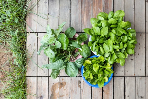 Overhead view on harvested vegetables from home garden grown during covid-19 lockdown — Stock Photo, Image