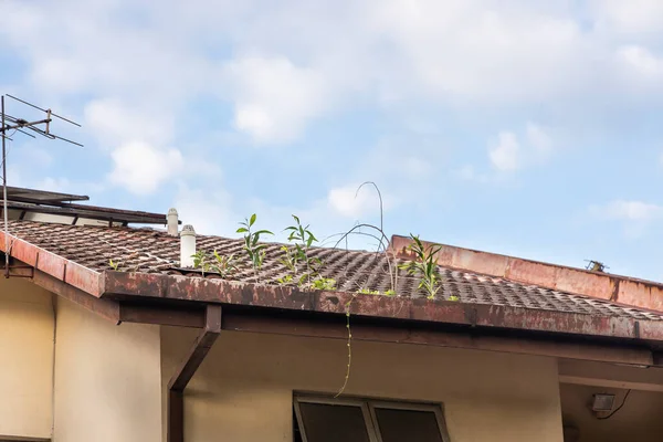 Ucpaný střešní okap plný suchých listů a rostlin, které v něm rostou — Stock fotografie