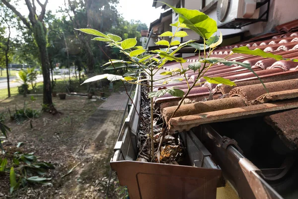 Primer plano de la cuneta de lluvia atascada en el techo llena de hojas secas y plantas que crecen en ella, con enfoque selectivo —  Fotos de Stock