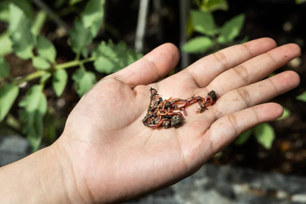 Tangan memegang gumpalan merah menggeliat cacing tanah terhadap tanaman di latar belakang. Mereka digunakan dalam vermicomposting untuk meningkatkan kualitas tanah — Stok Foto