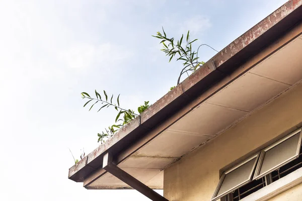 Verstopte dakgoot vol met droog blad en planten die erin groeien met blauwe lucht — Stockfoto