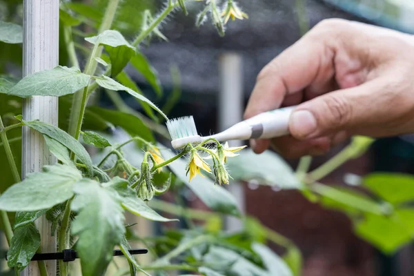 Рука держит электрическую вибрирующую зубную щетку, чтобы вручную опылять цветок томатного растения — стоковое фото