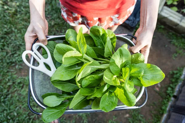 Persoon met biologische choy sum groenten geoogst uit eigen tuin. — Stockfoto