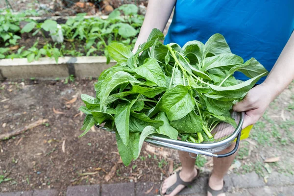 Persoon met biologische Chinese amaranch spinazie groenten geoogst uit eigen tuin. — Stockfoto