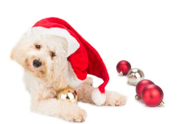 Sevimli fino köpeği köpek Noel ornam ile poz santa kostüm