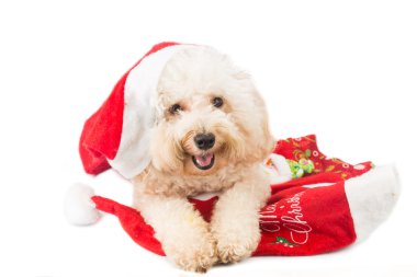 Kaniş köpek Noel orname ile poz santa kostüm gülümseyen
