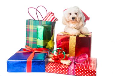 Noel Baba kostüm bol Noel hediyeleri ile sevimli fino köpeği köpek yavrusu