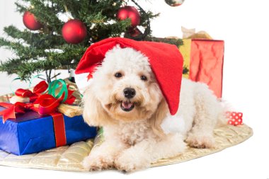 Noel Baba şapkalı Chrismas ağaç ve hediyeler ile gülümseyen kaniş köpek yavrusu.