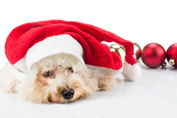 Cão poodle adorável em Santa traje posando com ornam de Natal — Fotografia de Stock