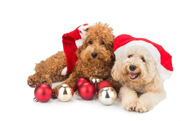 Dois cachorros poodle bonito em traje de santa com ornamento de Natal — Fotografia de Stock