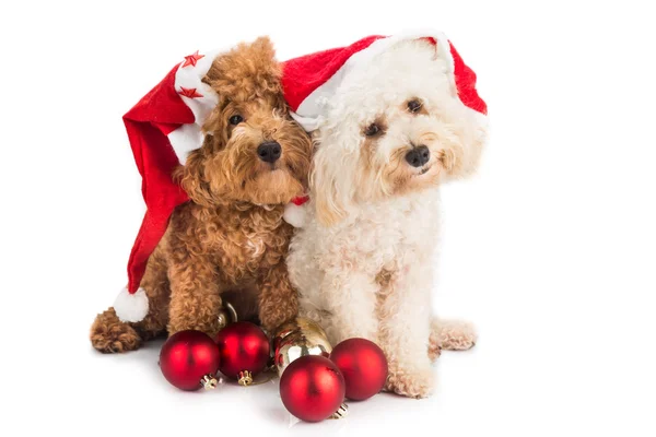 Dois cachorros poodle bonito em traje de santa com ornamento de Natal — Fotografia de Stock