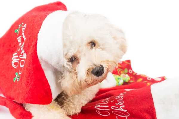 Cão poodle adorável em Santa traje posando com ornam de Natal — Fotografia de Stock