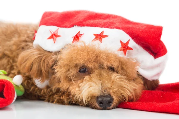 Cão bonito poodle em Santa traje posando com ornamentos de Natal — Fotografia de Stock
