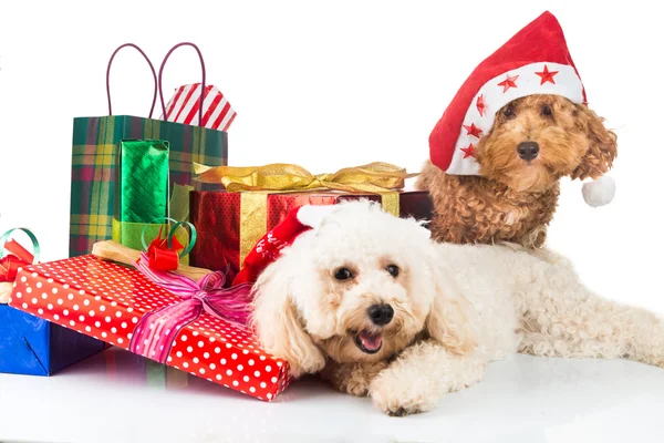 Cute pudle puppies in Santa costume with abundant Christmas gif — стоковое фото