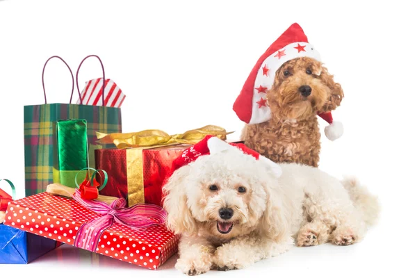 Cute pudle puppies in Santa costume with abundant Christmas gif — стоковое фото