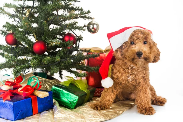 Cão bonito poodle em chapéu de Santa com árvore de Chrismas e presentes . — Fotografia de Stock