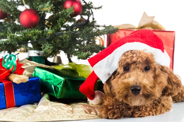 Cão bonito poodle em chapéu de Santa com árvore de Chrismas e presentes . — Fotografia de Stock