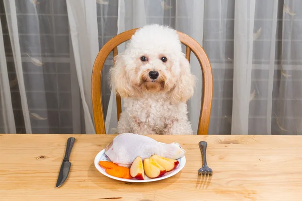 Koncepcja psa po pyszne mięso posiłek na stole. — Zdjęcie stockowe