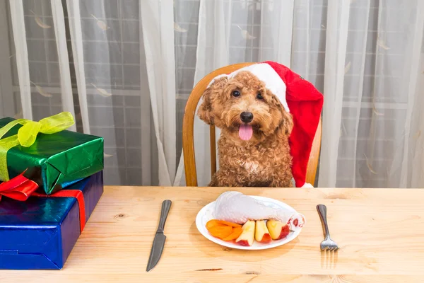Pojęcie podekscytowany pies na Santa hat po pyszne mięso posiłek Bożego Narodzenia — Zdjęcie stockowe