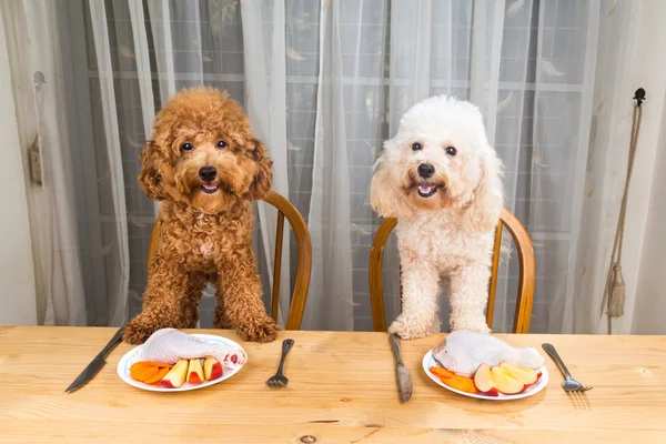 Concepto de perros excitados teniendo deliciosa comida de carne cruda en la mesa . — Foto de Stock