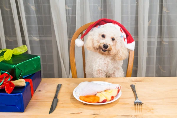 Pojęcie podekscytowany pies na Santa hat po pyszne mięso posiłek Bożego Narodzenia — Zdjęcie stockowe