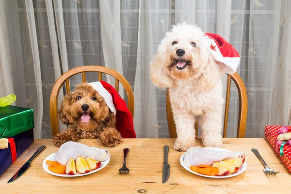 Concept of excited dogs on Santa hat having delicious raw meat Christmas meal — Stock Photo, Image