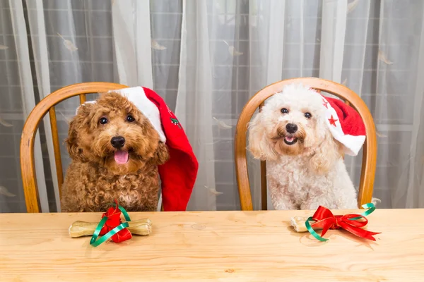 Konzept der aufgeregten Hunde auf Weihnachtsmütze mit Weihnachtsgeschenk auf dem Tisch — Stockfoto