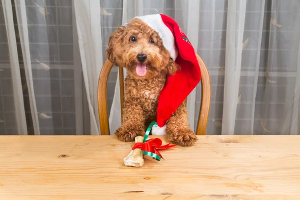 Pojęcie podekscytowany pies na Santa hat z prezentem na tabl — Zdjęcie stockowe