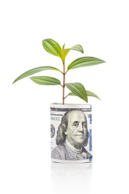 Yeşil bitki kavramı bize dolar para birimi Not üzerinde büyümek