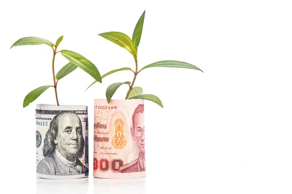 Concepto de planta verde crecen en Usd contra Tailandia Baht currenc —  Fotos de Stock