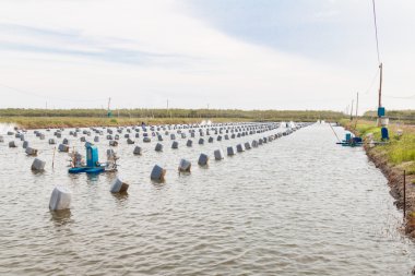 İstiridye için ürünleri çiftliği