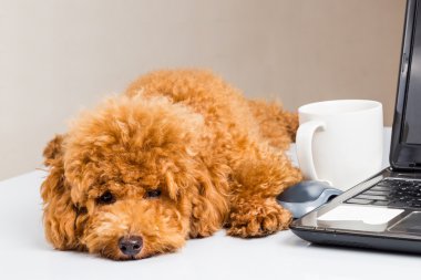 Dizüstü bilgisayar ile ofis masasında oturan sevimli fino köpeği köpek yavrusu