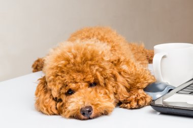 Dizüstü bilgisayar ile ofis masasında oturan sevimli fino köpeği köpek yavrusu