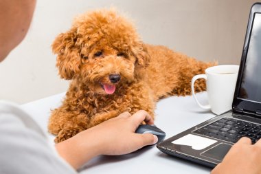 Dizüstü bilgisayar ile ofis masasında oturan sevimli fino köpeği köpek yavrusu