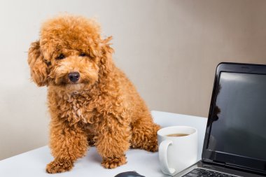 Dizüstü bilgisayar ile ofis masasında oturan sevimli fino köpeği köpek yavrusu