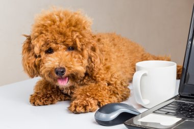Dizüstü bilgisayar ile ofis masasında oturan sevimli fino köpeği köpek yavrusu