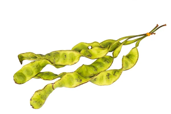 Petai-Samen mit seinen Samenschoten und Trauben — Stockfoto