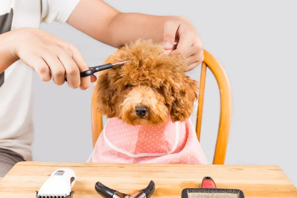 Concepto de piel de perro caniche que se corta y arregla en el salón —  Fotos de Stock