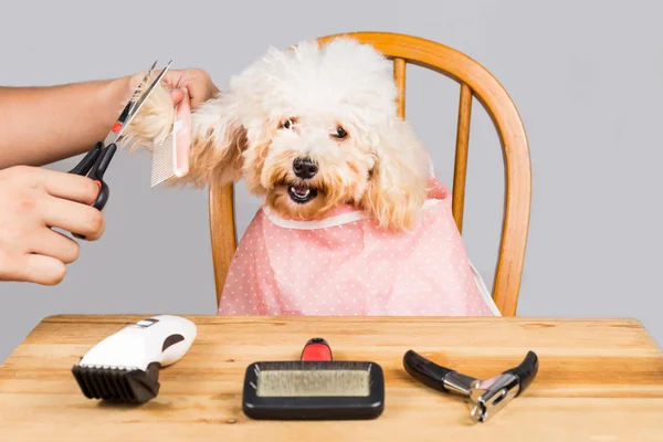 Concetto di pelliccia di cane barboncino essere tagliato e curato in salone — Foto Stock