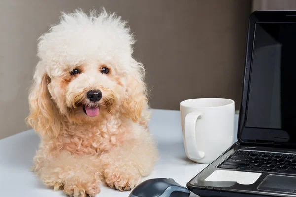 Söt pudel valp vilar på skrivbord med bärbar dator — Stockfoto