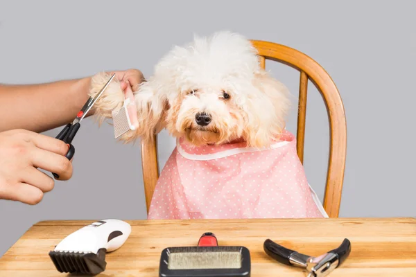 Conceito de pele de cão poodle sendo cortado e preparado no salão — Fotografia de Stock