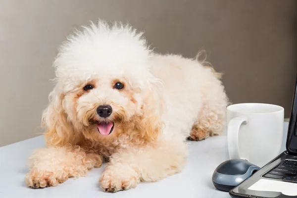 Bonito cachorro poodle descansando na mesa de escritório com computador portátil — Fotografia de Stock