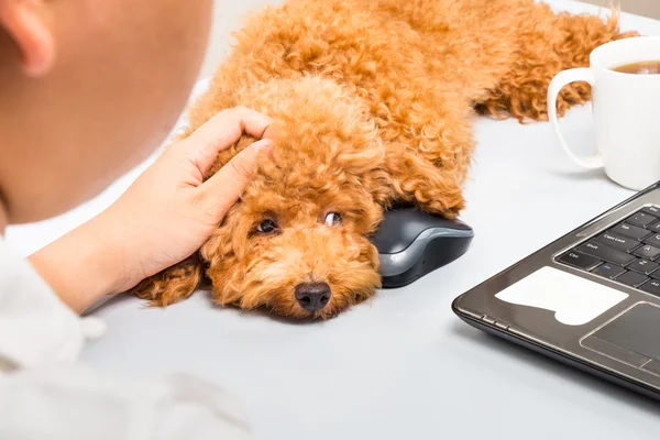 Dizüstü bilgisayar ile ofis masasında oturan sevimli fino köpeği köpek yavrusu