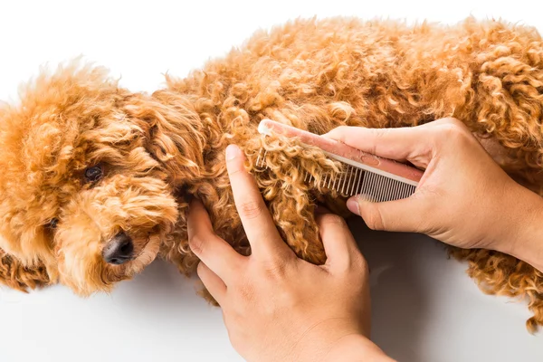 Gros plan sur le peignage et le démêlage de la fourrure de chien pendant le toilettage — Photo