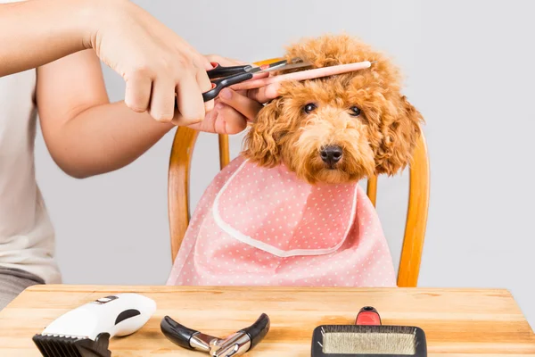 Conceito de pele de cão poodle sendo cortado e preparado no salão — Fotografia de Stock